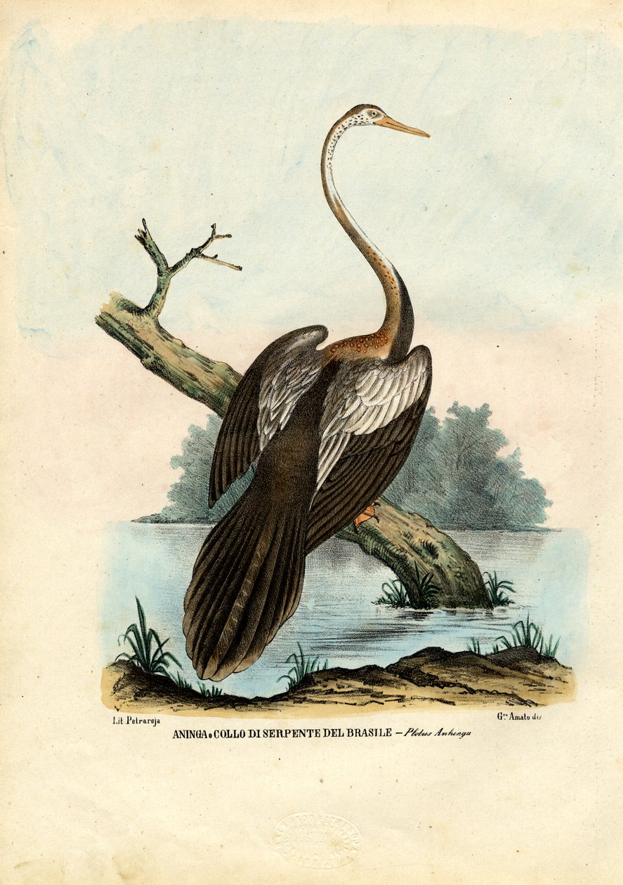 Darter, 1863-79 tekijältä Raimundo Petraroja