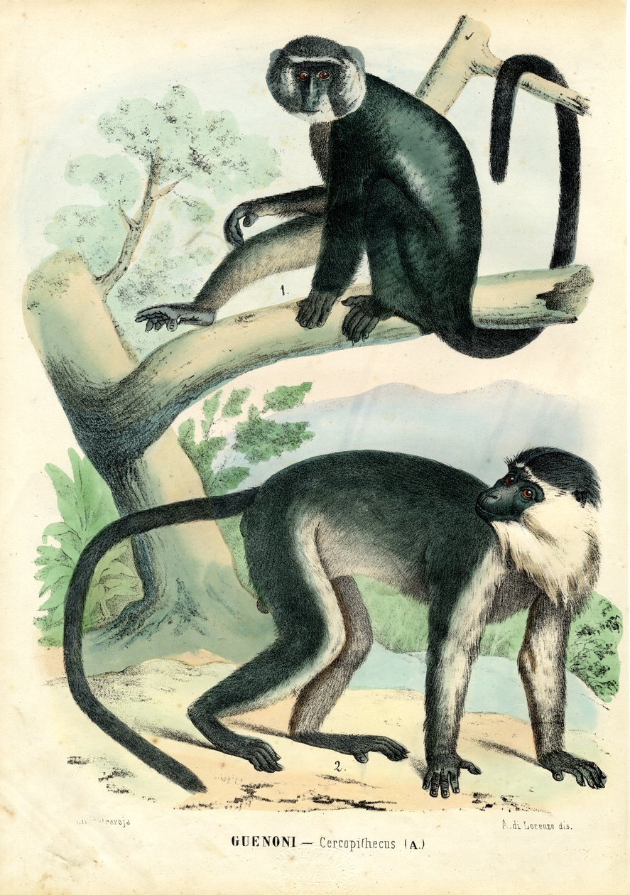 Diana Monkey, 1863-79 tekijältä Raimundo Petraroja