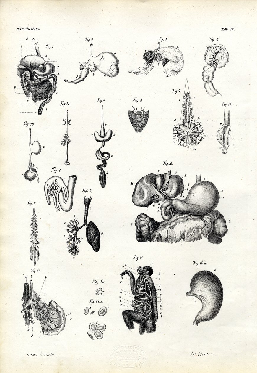 Ruoansulatuselimet, 1863-79 tekijältä Raimundo Petraroja