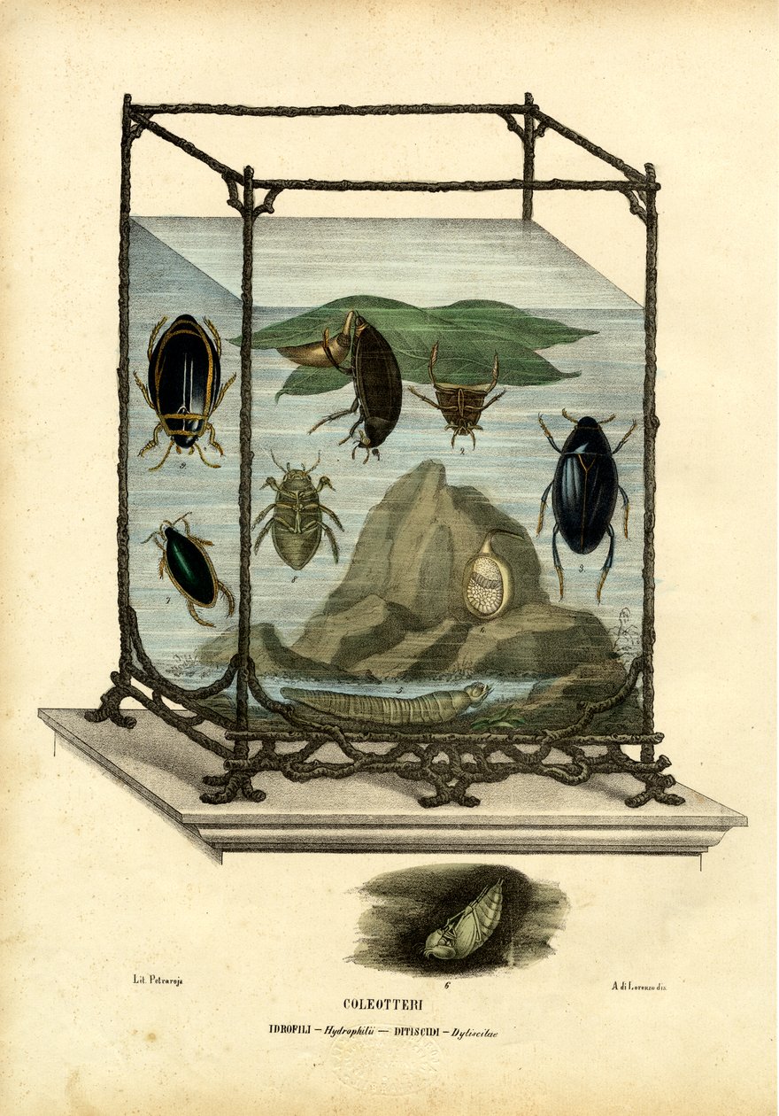 Sukellus ja vesikuoriaiset, 1863-79 tekijältä Raimundo Petraroja