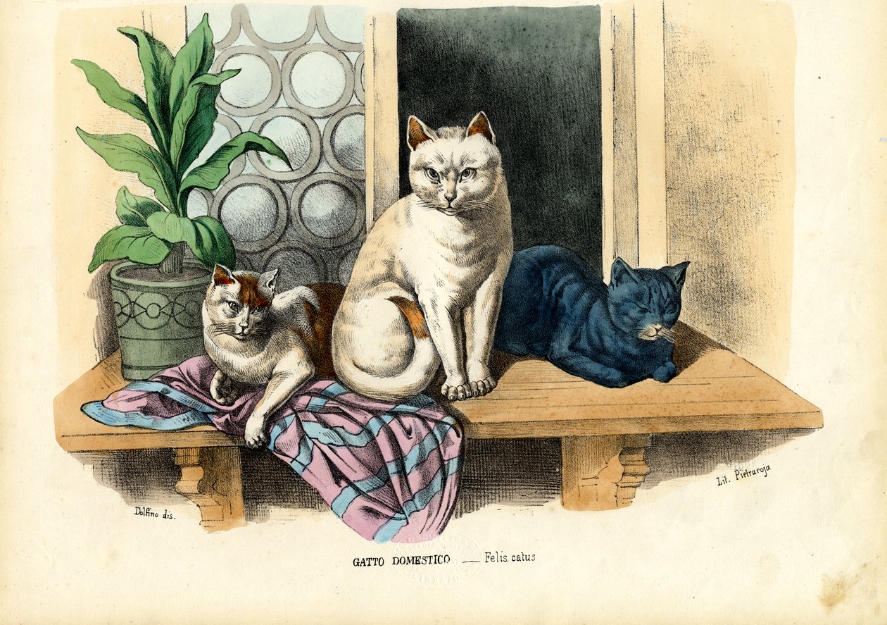 Kotikissa, 1863-79 tekijältä Raimundo Petraroja