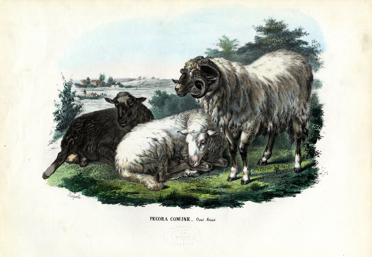 Kotilammas, 1863-79 tekijältä Raimundo Petraroja