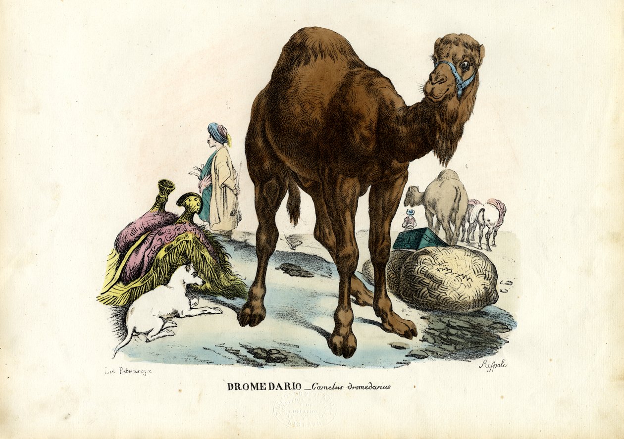 Dromedaari, 1863-79 tekijältä Raimundo Petraroja
