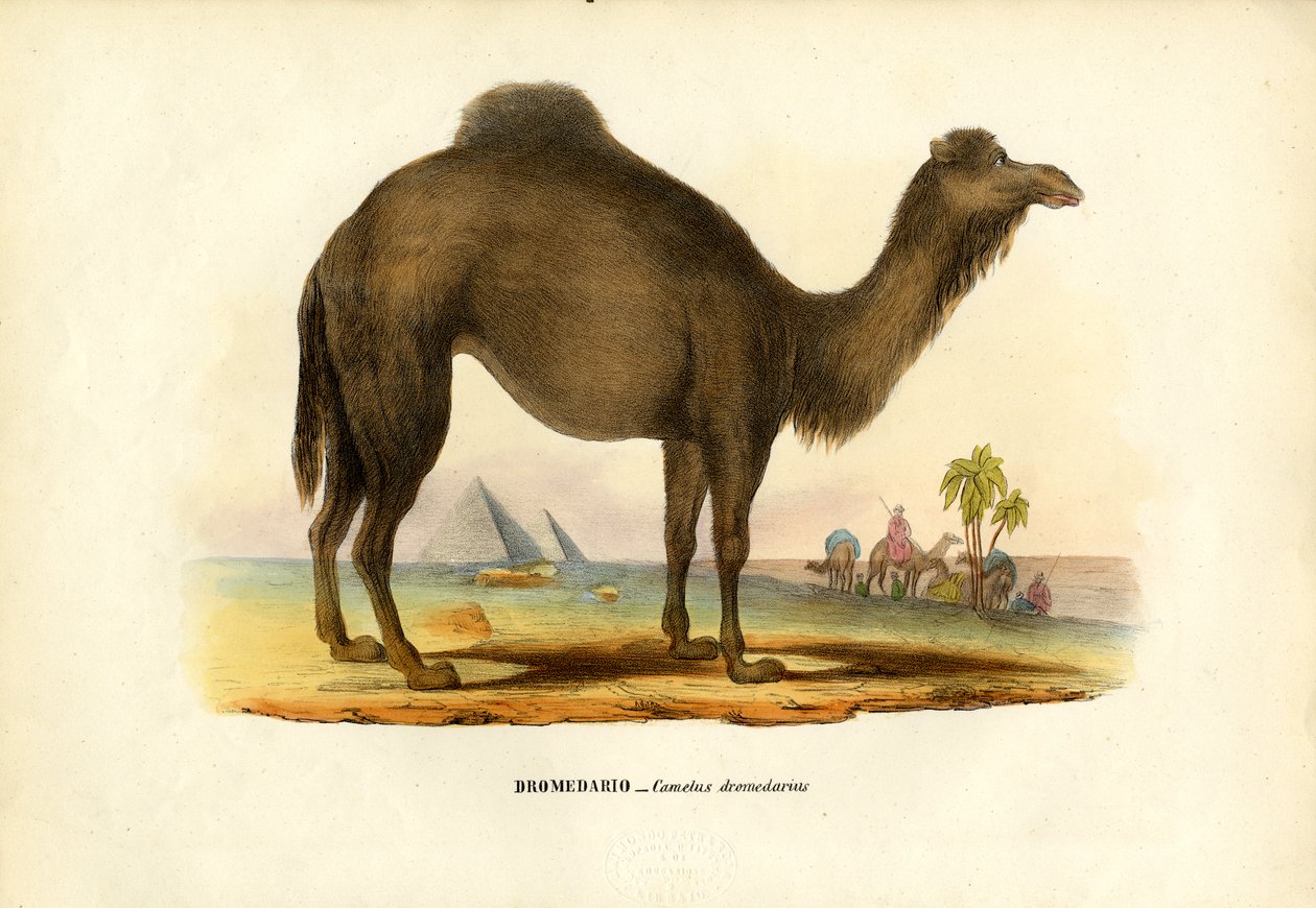 Dromedaari, 1863-79 tekijältä Raimundo Petraroja