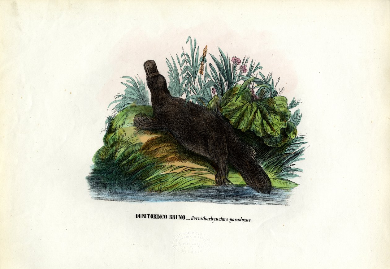 Duck-Billed Platypus, 1863-79 tekijältä Raimundo Petraroja