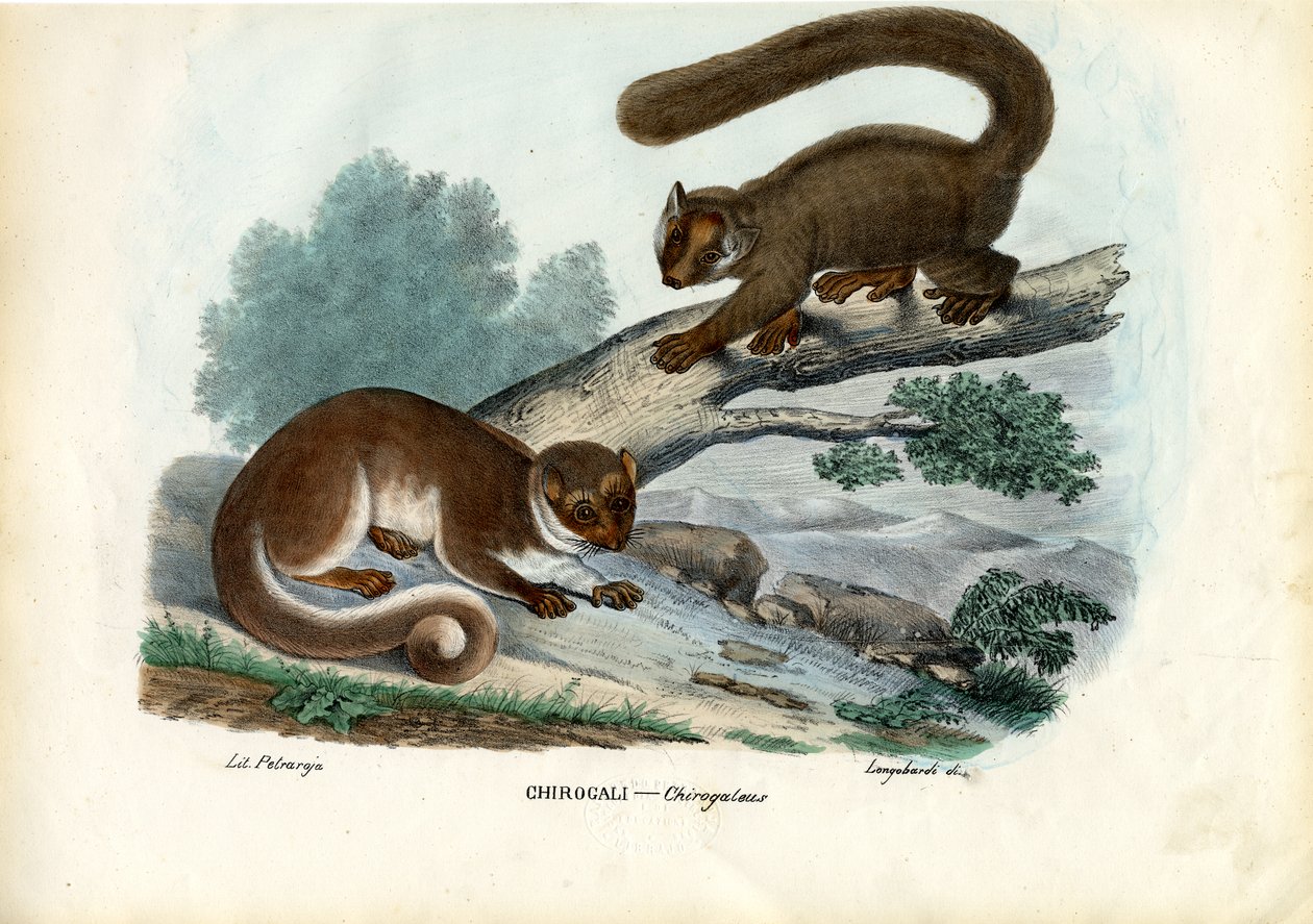 Kääpiö Lemur, 1863-79 tekijältä Raimundo Petraroja