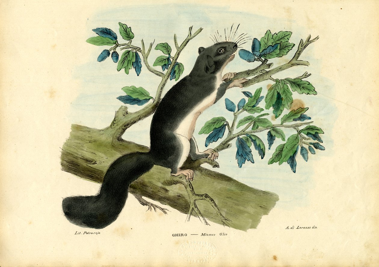 Syötävä Dormouse, 1863-79 tekijältä Raimundo Petraroja