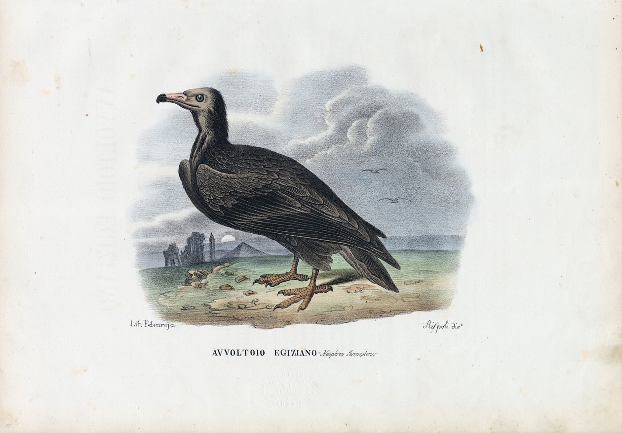 Egyptiläinen korppikotka, 1863-79 tekijältä Raimundo Petraroja