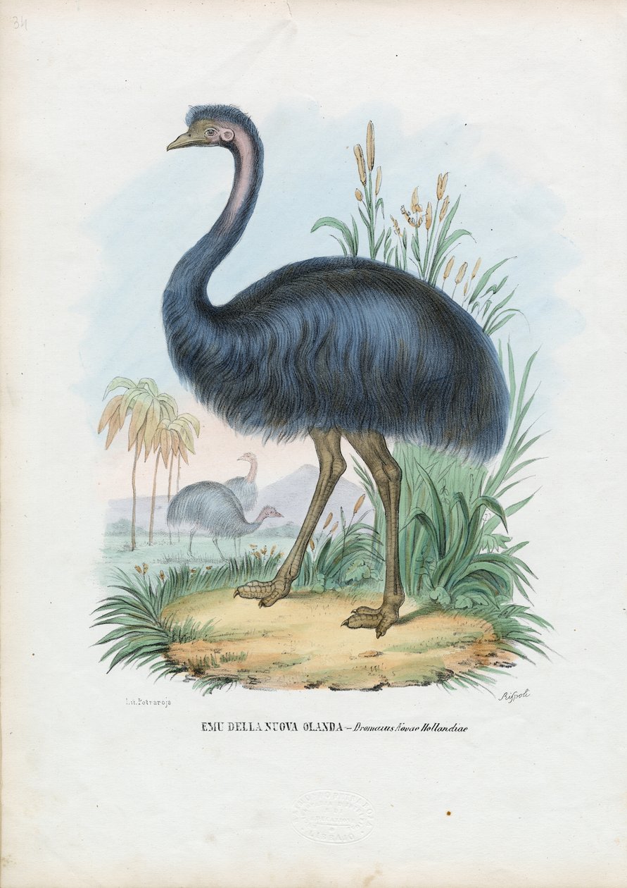 Emu, 1863-79 tekijältä Raimundo Petraroja