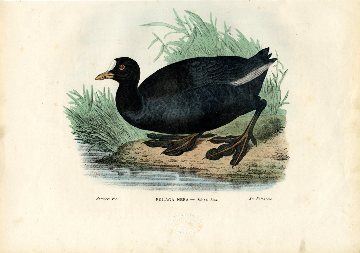 Eurasian Coot, 1863-79 tekijältä Raimundo Petraroja