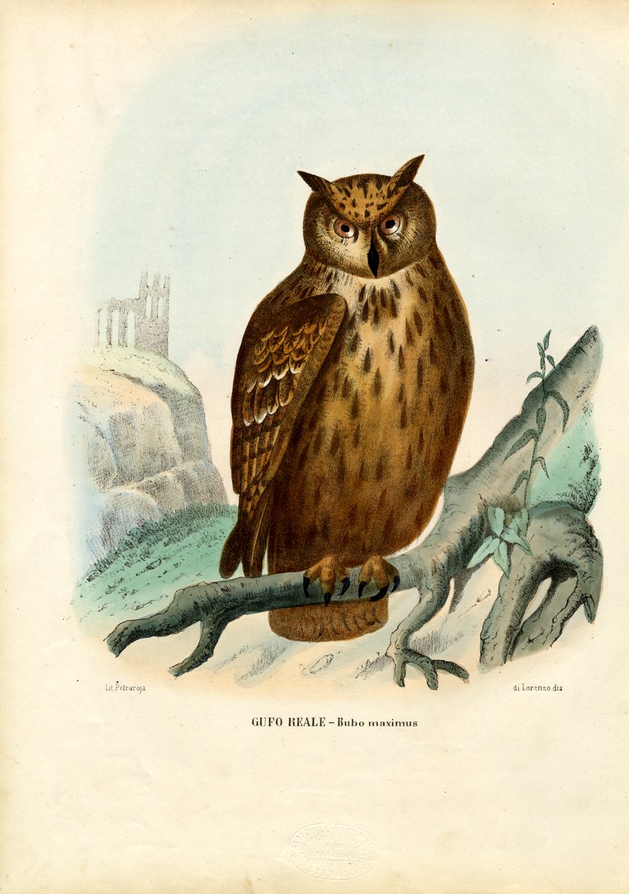 Pöllö, 1863-79 tekijältä Raimundo Petraroja