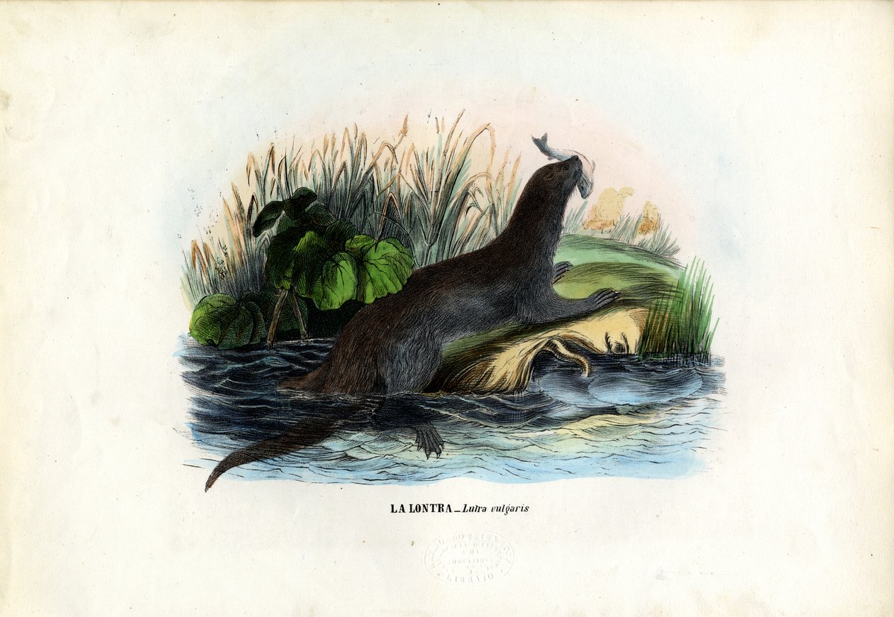 Euraasian jokisaukko, 1863-79 tekijältä Raimundo Petraroja