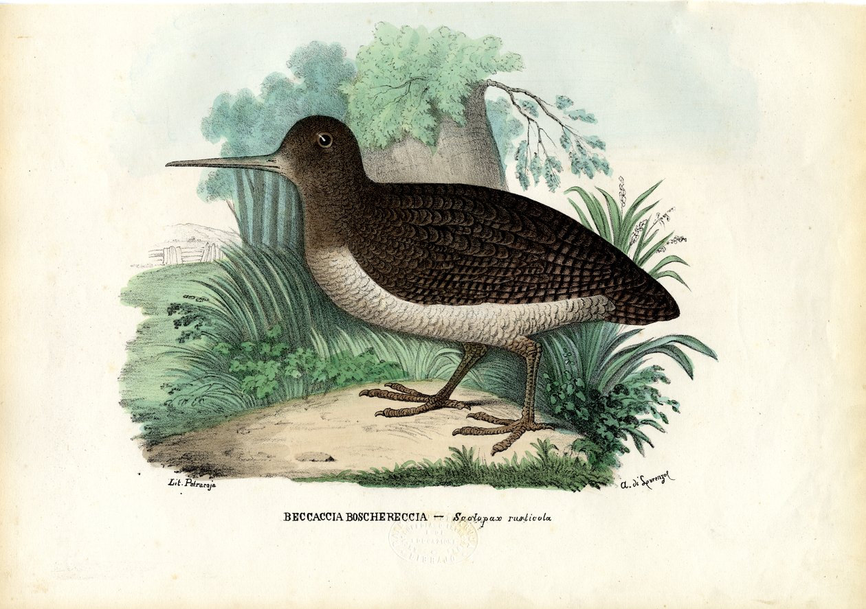 Euraasian puukukko, 1863-79 tekijältä Raimundo Petraroja