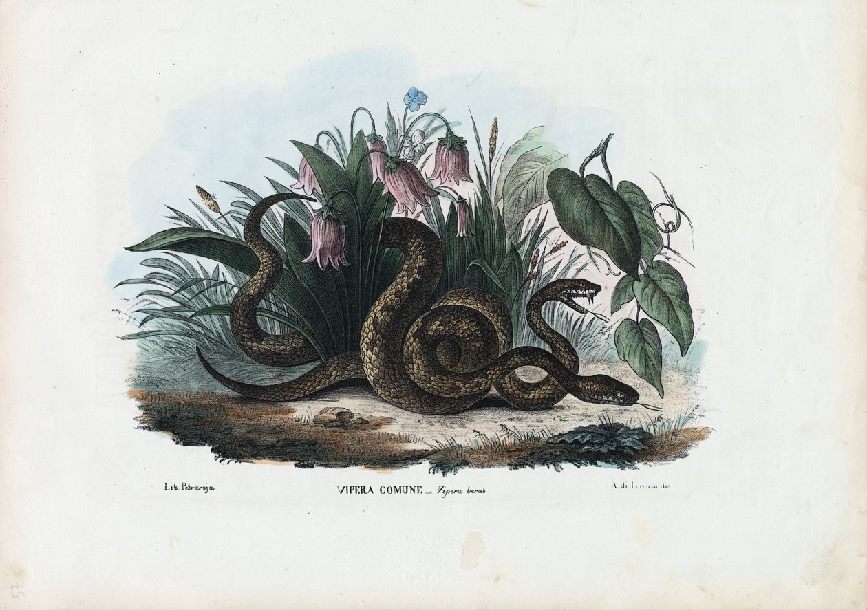 European Adder, 1863-79 tekijältä Raimundo Petraroja