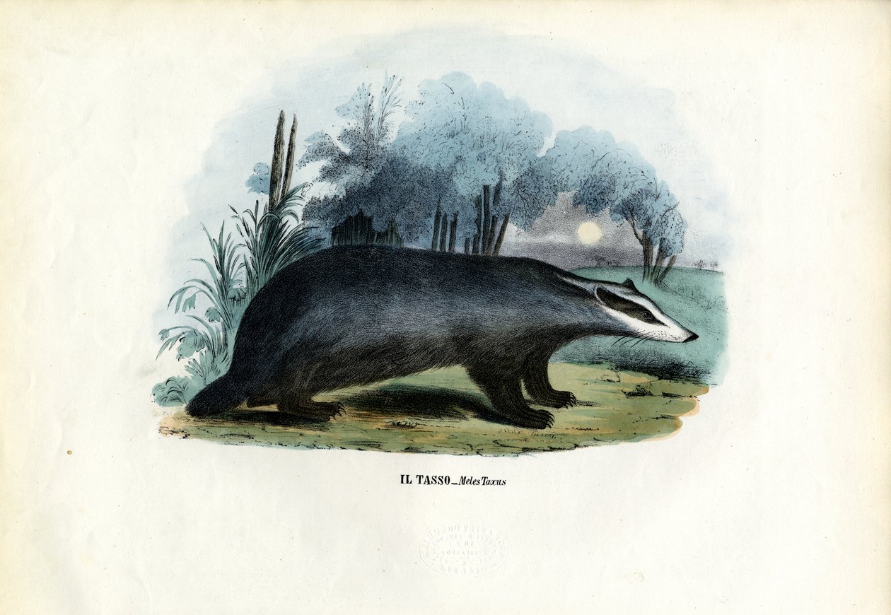 Euroopan mäyrä, 1863-79 tekijältä Raimundo Petraroja