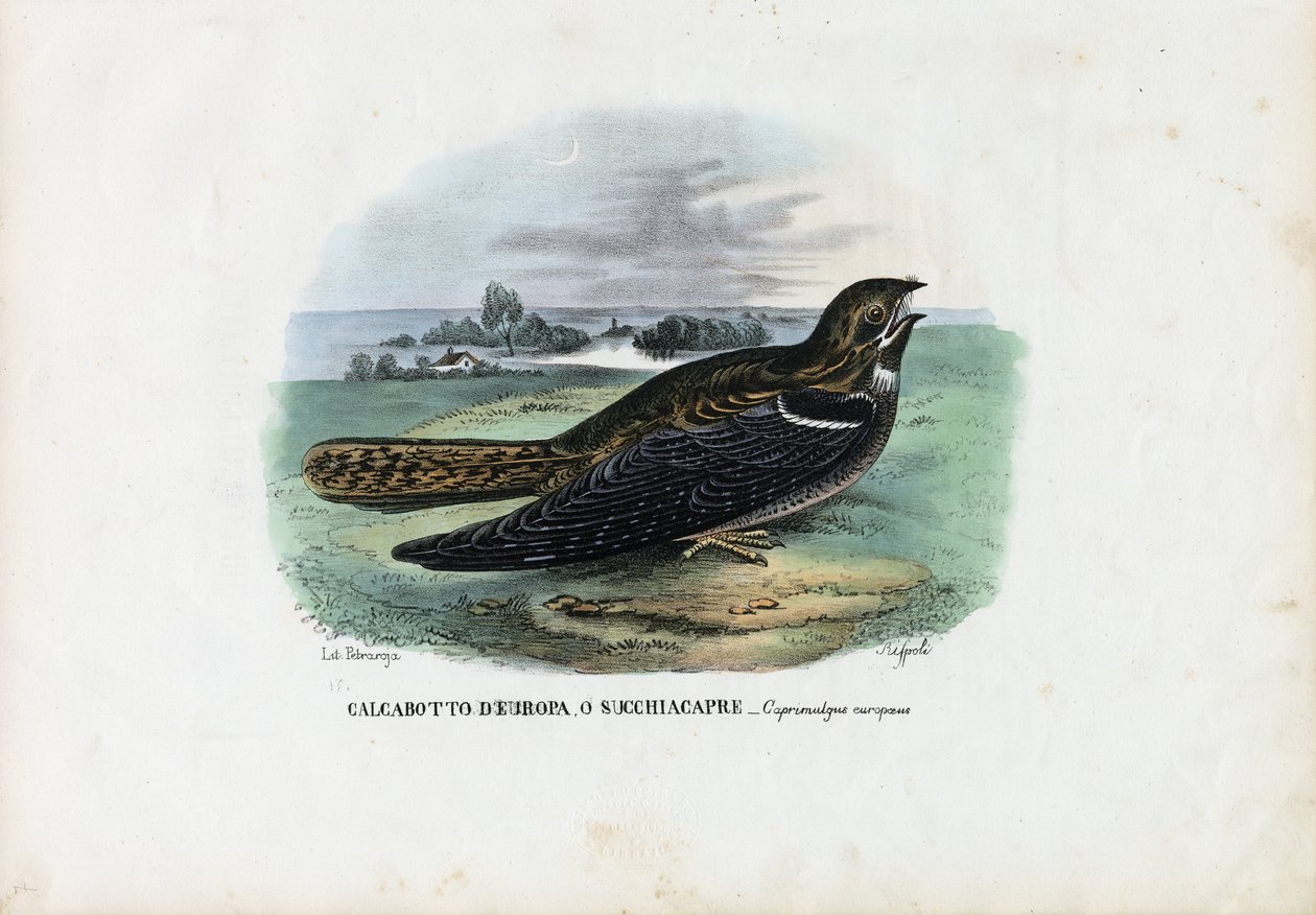European Nightjar, 1863-79 tekijältä Raimundo Petraroja