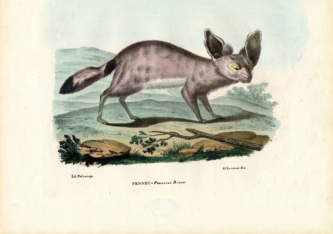 Fennec, 1863-79 tekijältä Raimundo Petraroja