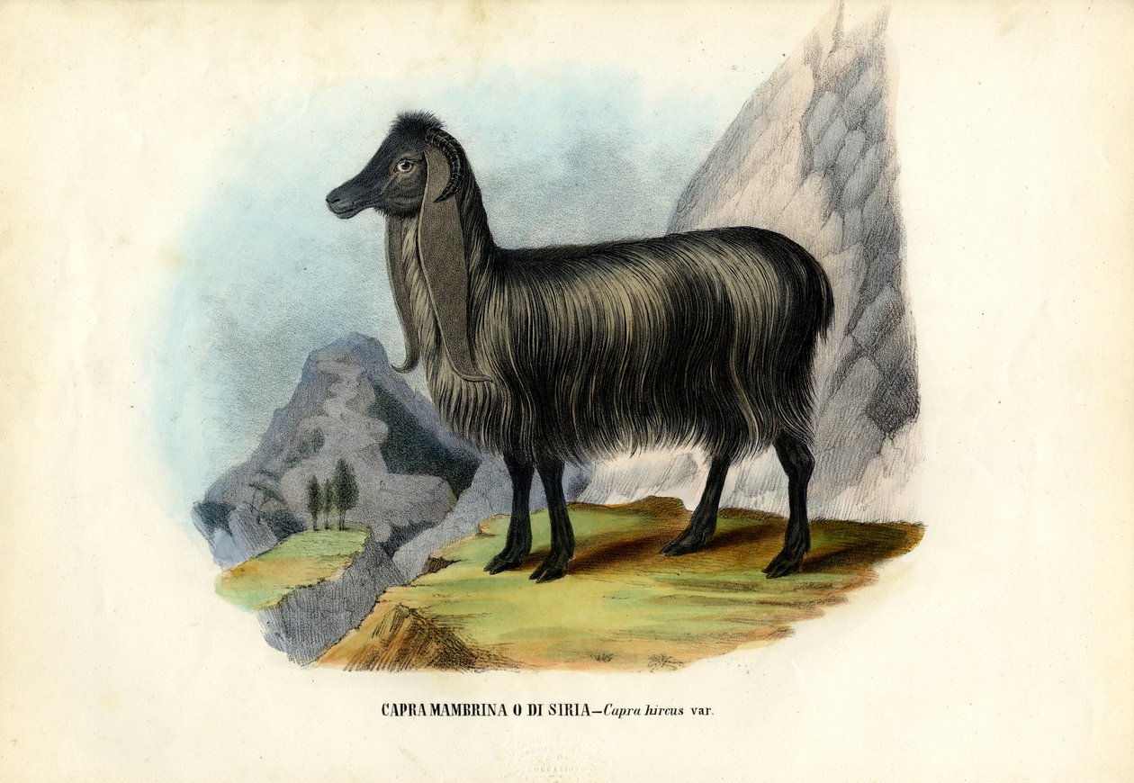 Villi vuohi, 1863-79 tekijältä Raimundo Petraroja