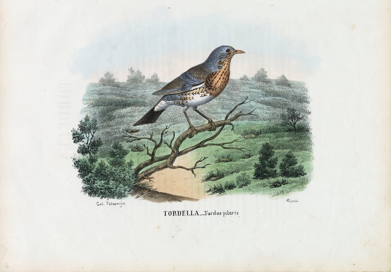 Fieldfare, 1863-79 tekijältä Raimundo Petraroja