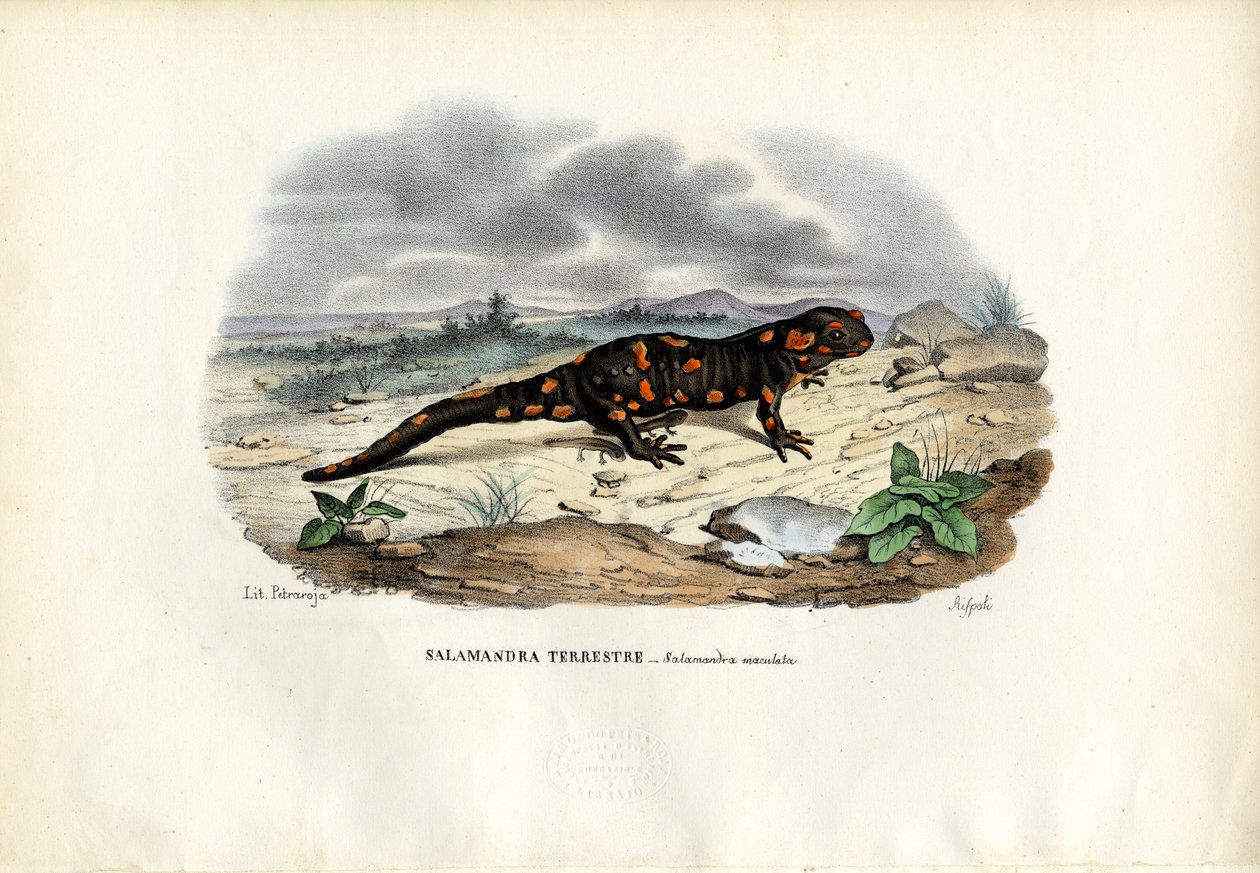 Tulisalamanteri, 1863-79 tekijältä Raimundo Petraroja