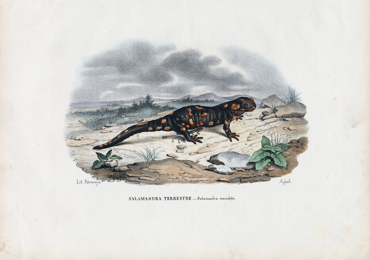 Tulisalamanteri, 1863-79 tekijältä Raimundo Petraroja