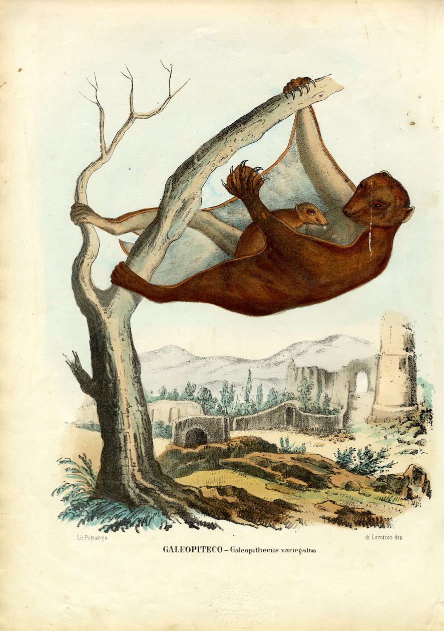Lentävä Lemur, 1863-79 tekijältä Raimundo Petraroja