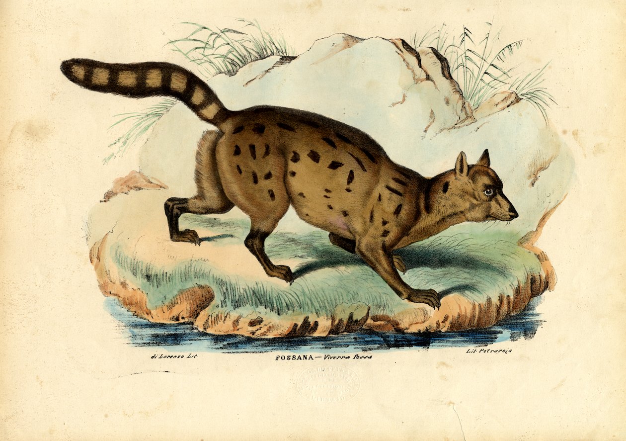 Fossa, 1863-79 tekijältä Raimundo Petraroja