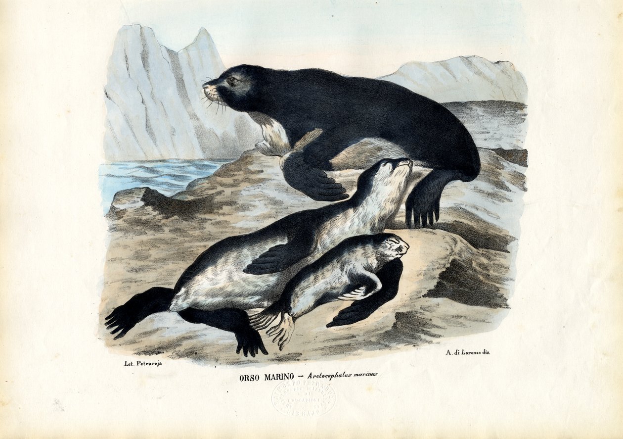 Fur Seal, 1863-79 tekijältä Raimundo Petraroja
