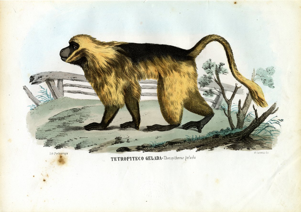 Gelada paviaani, 1863-79 tekijältä Raimundo Petraroja