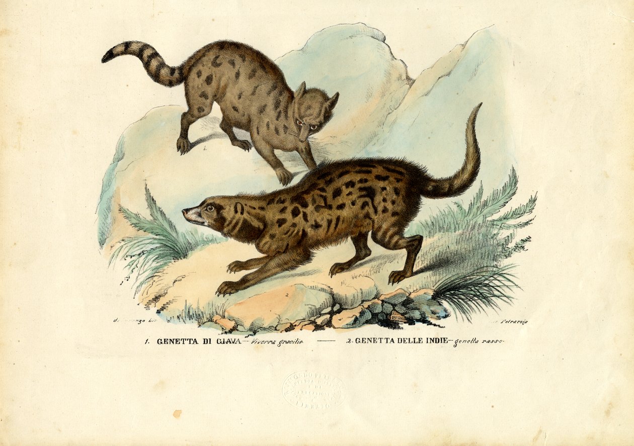 Genet, 1863-79 tekijältä Raimundo Petraroja