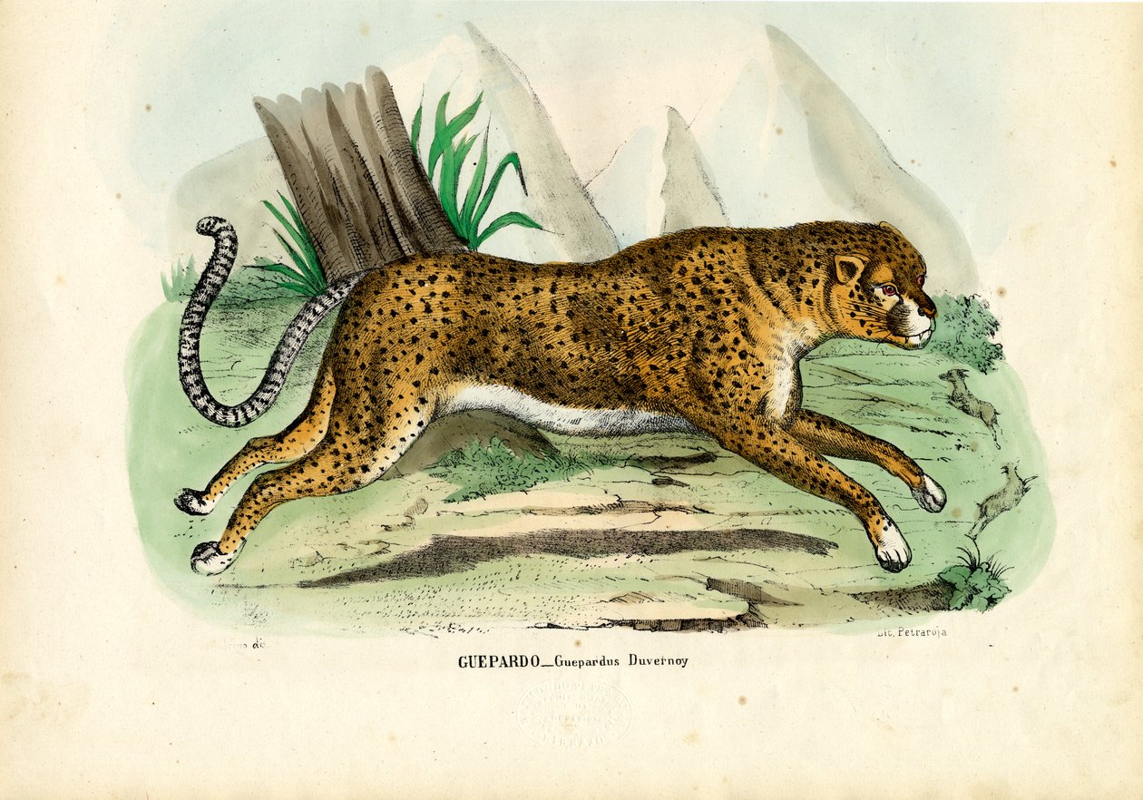 Gepard, 1863-79 tekijältä Raimundo Petraroja