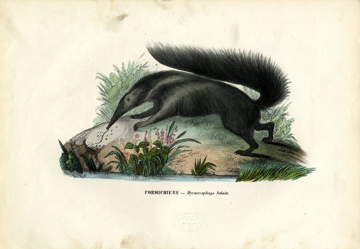 Jättiläismuurahaiskari, 1863-79 tekijältä Raimundo Petraroja