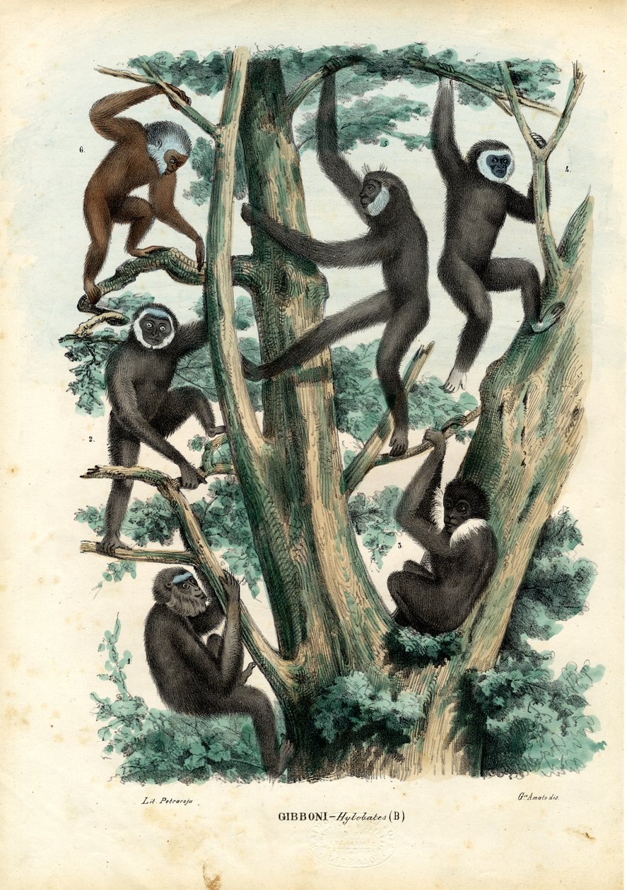 Gibbons, 1863-79 tekijältä Raimundo Petraroja