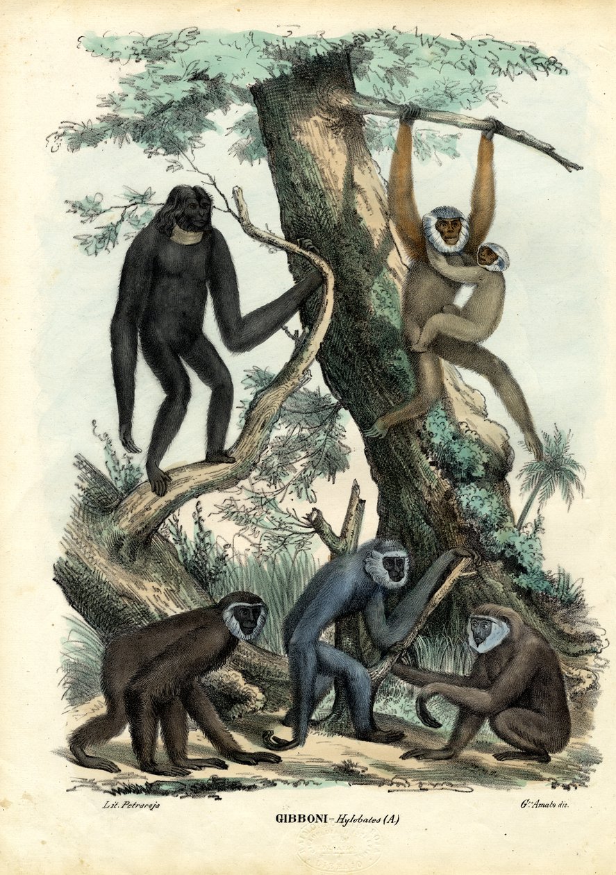 Gibbons, 1863-79 tekijältä Raimundo Petraroja