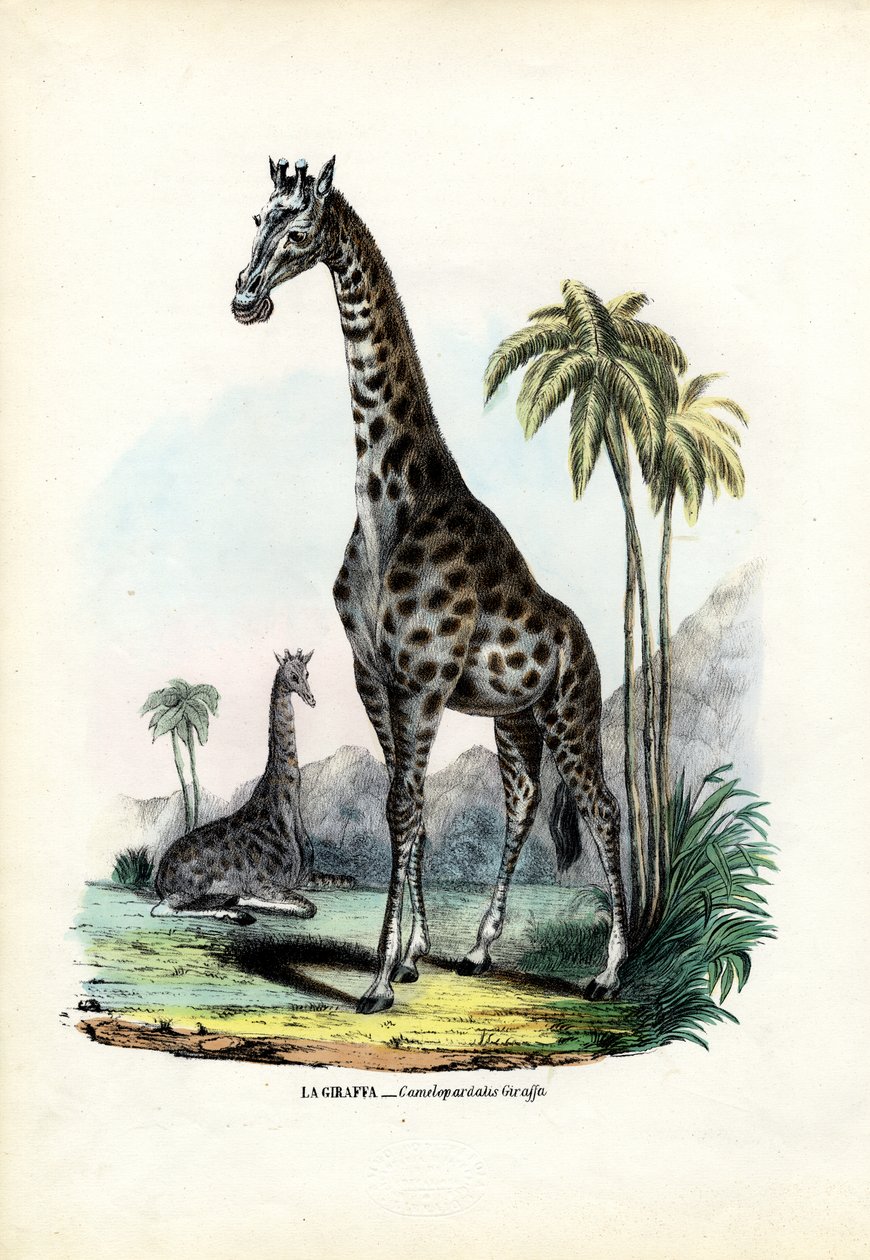Kirahvi, 1863-79 tekijältä Raimundo Petraroja