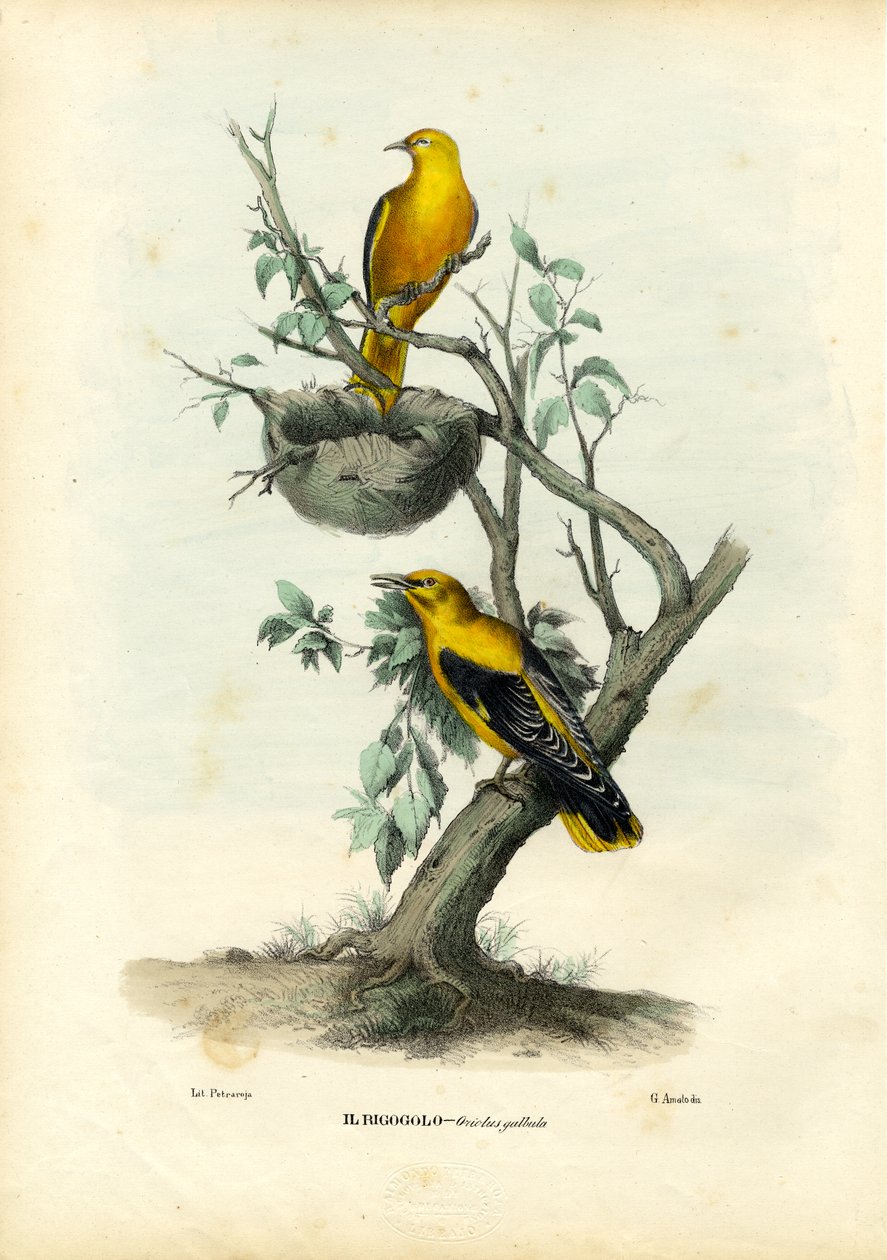 Golden Oriole, 1863-79 tekijältä Raimundo Petraroja