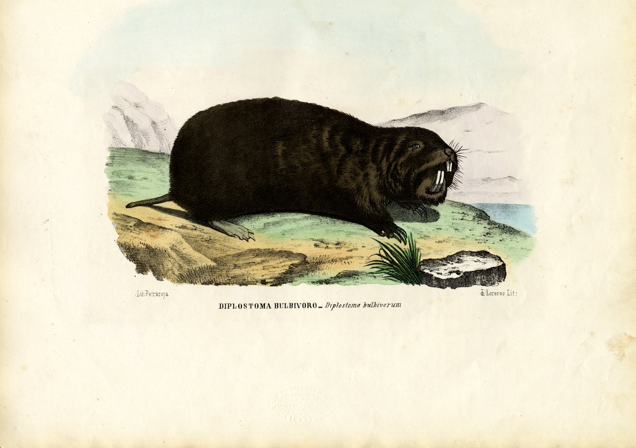 Gopher, 1863-79 tekijältä Raimundo Petraroja