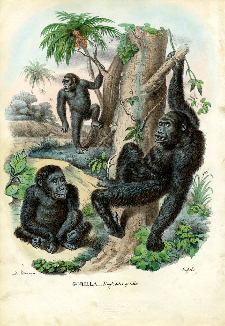 Gorilla, 1863-79 tekijältä Raimundo Petraroja