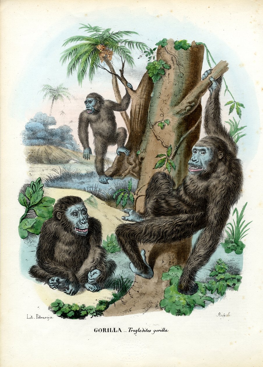 Gorilla, 1863-79 tekijältä Raimundo Petraroja
