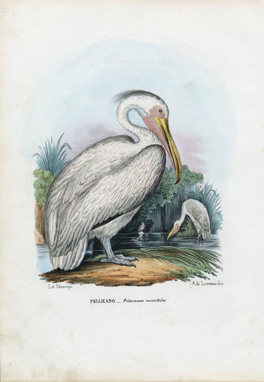 Suuri valkoinen pelikaani, 1863-79 tekijältä Raimundo Petraroja