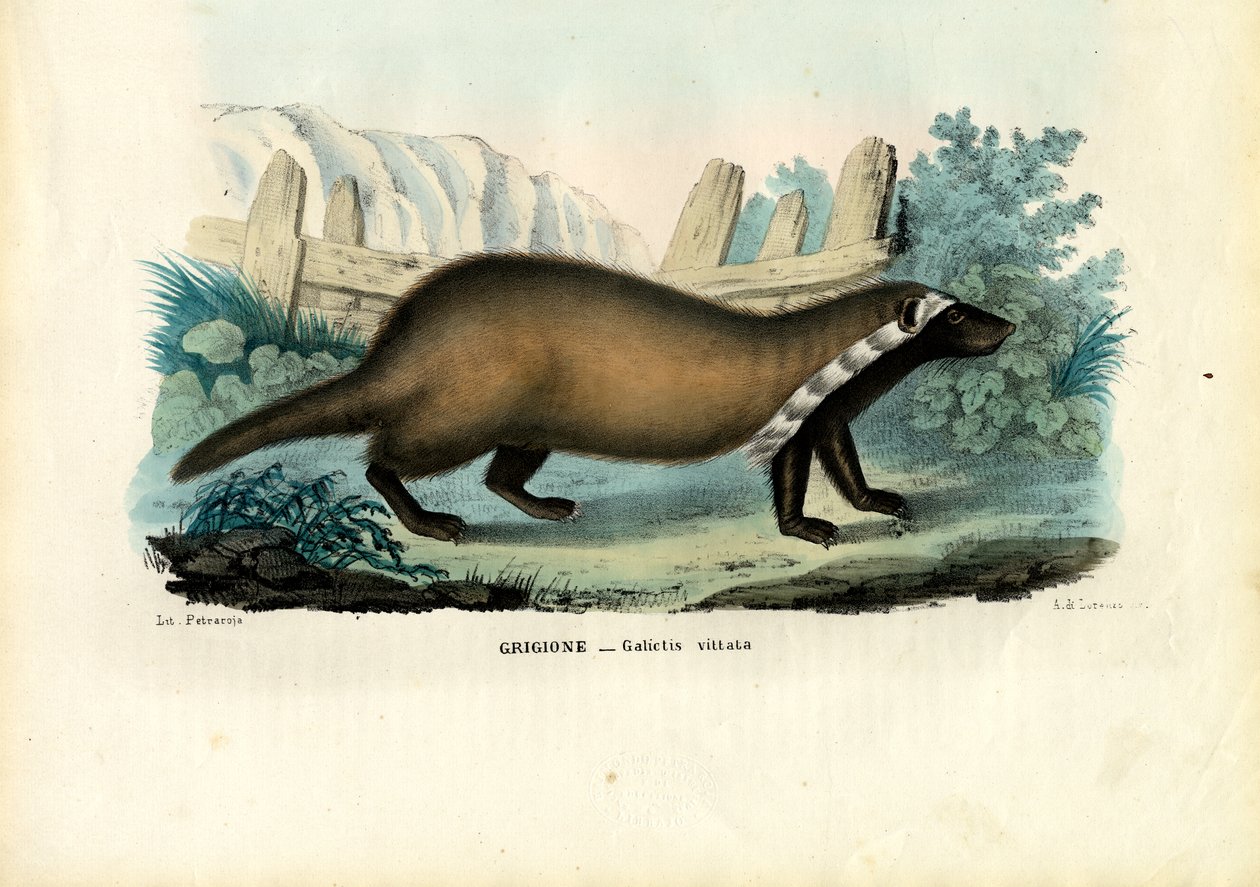Greater Grison, 1863-79 tekijältä Raimundo Petraroja
