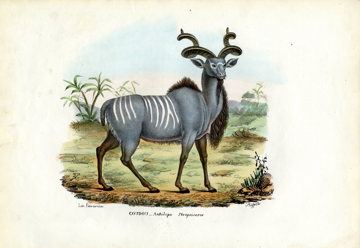 Suurkudu, 1863-79 tekijältä Raimundo Petraroja