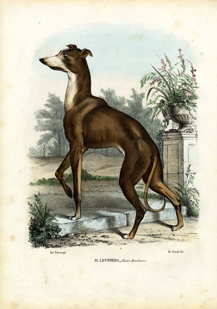 Greyhound, 1863-79 tekijältä Raimundo Petraroja