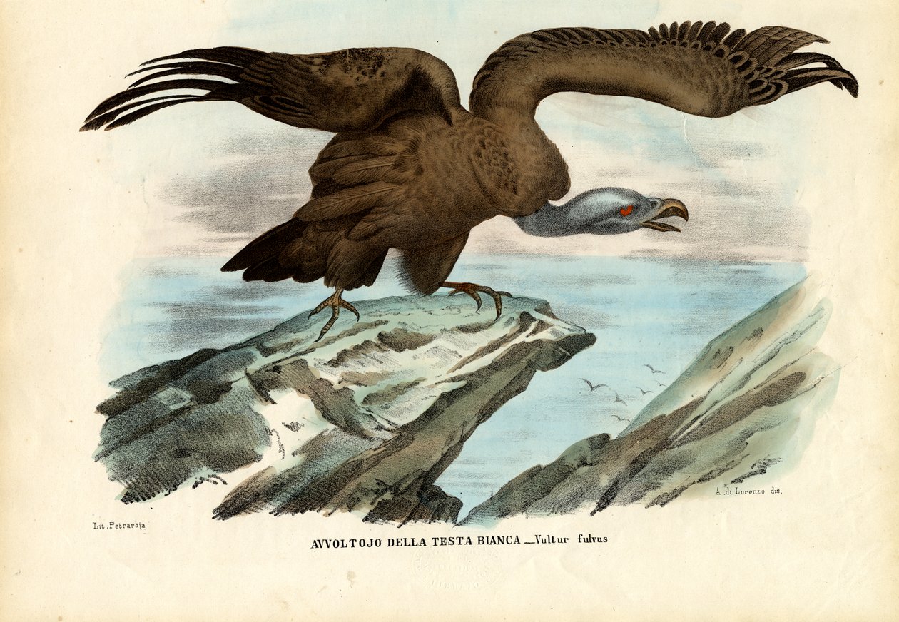 Griffon Vulture, 1863-79 tekijältä Raimundo Petraroja