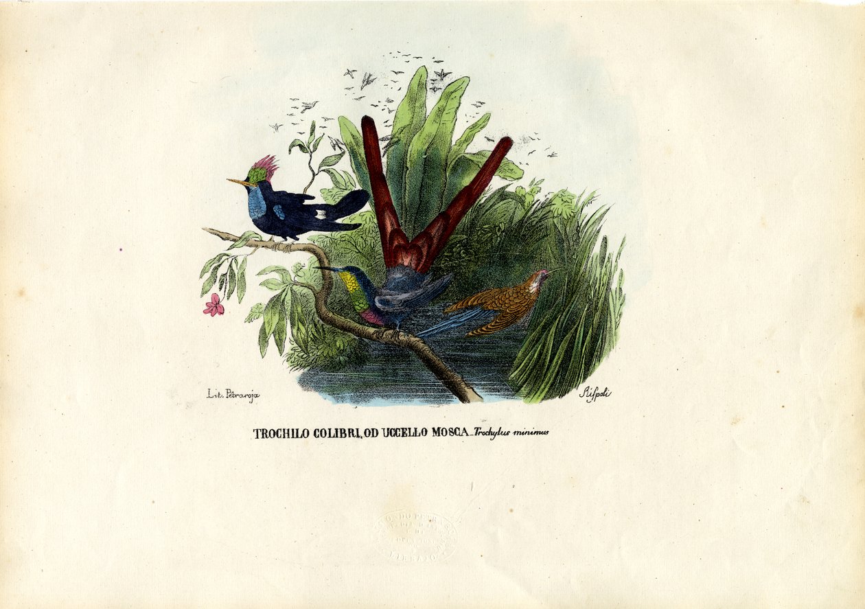 Hummingbirds, 1863-79 tekijältä Raimundo Petraroja