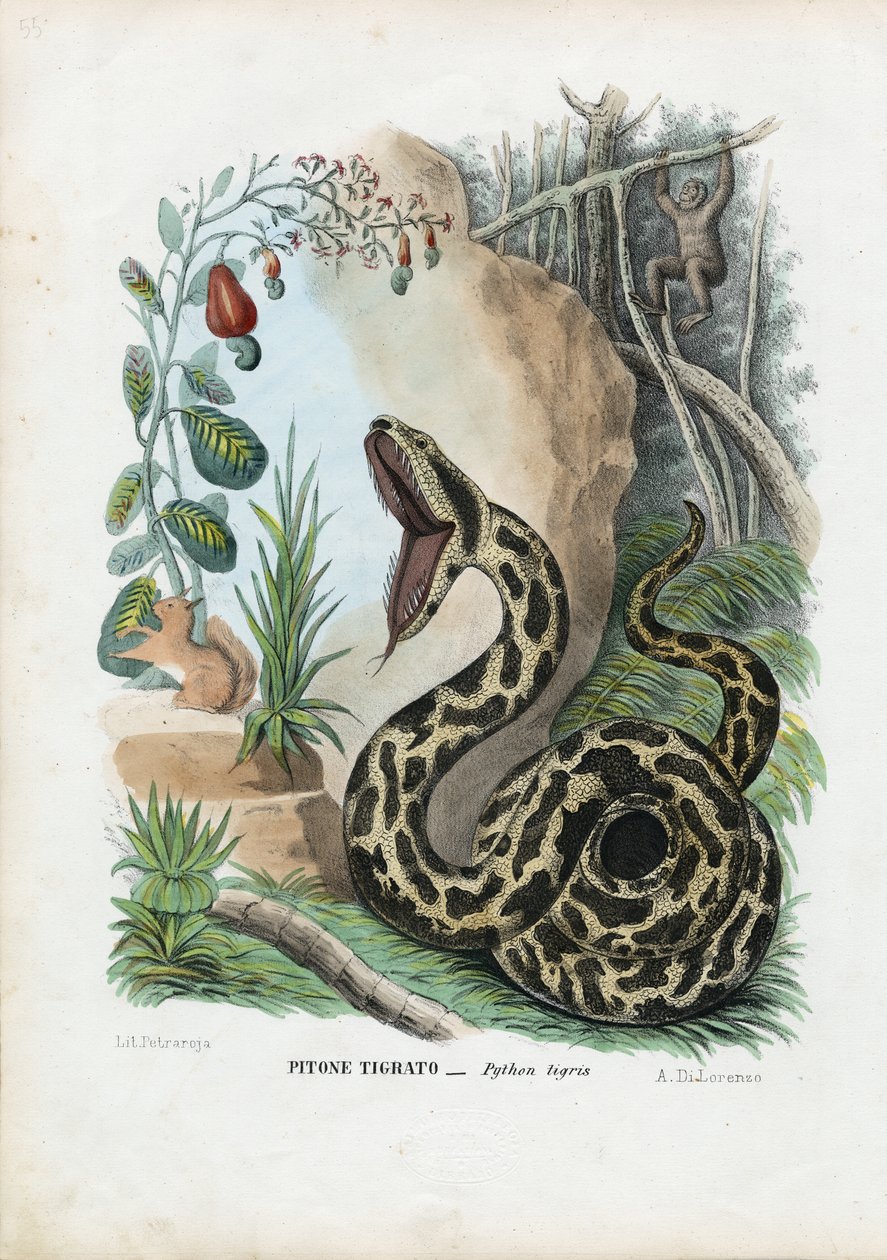 Indian Python, 1863-79 tekijältä Raimundo Petraroja