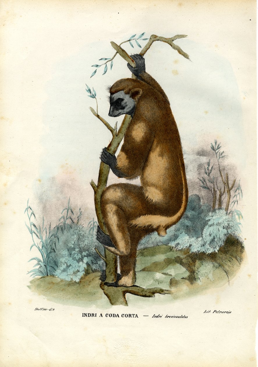 Indri, 1863-79 tekijältä Raimundo Petraroja