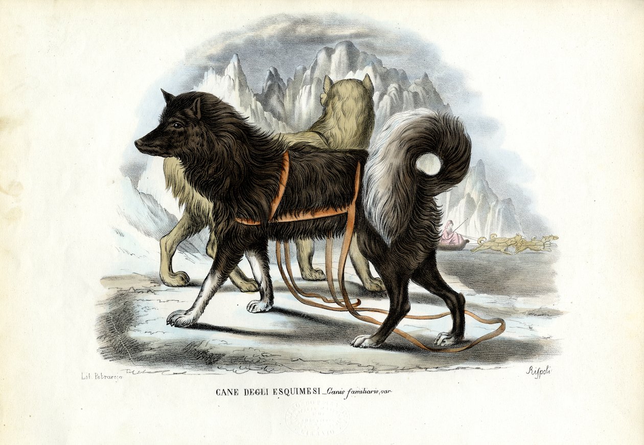 Inuiittirekikoira, 1863-79 tekijältä Raimundo Petraroja