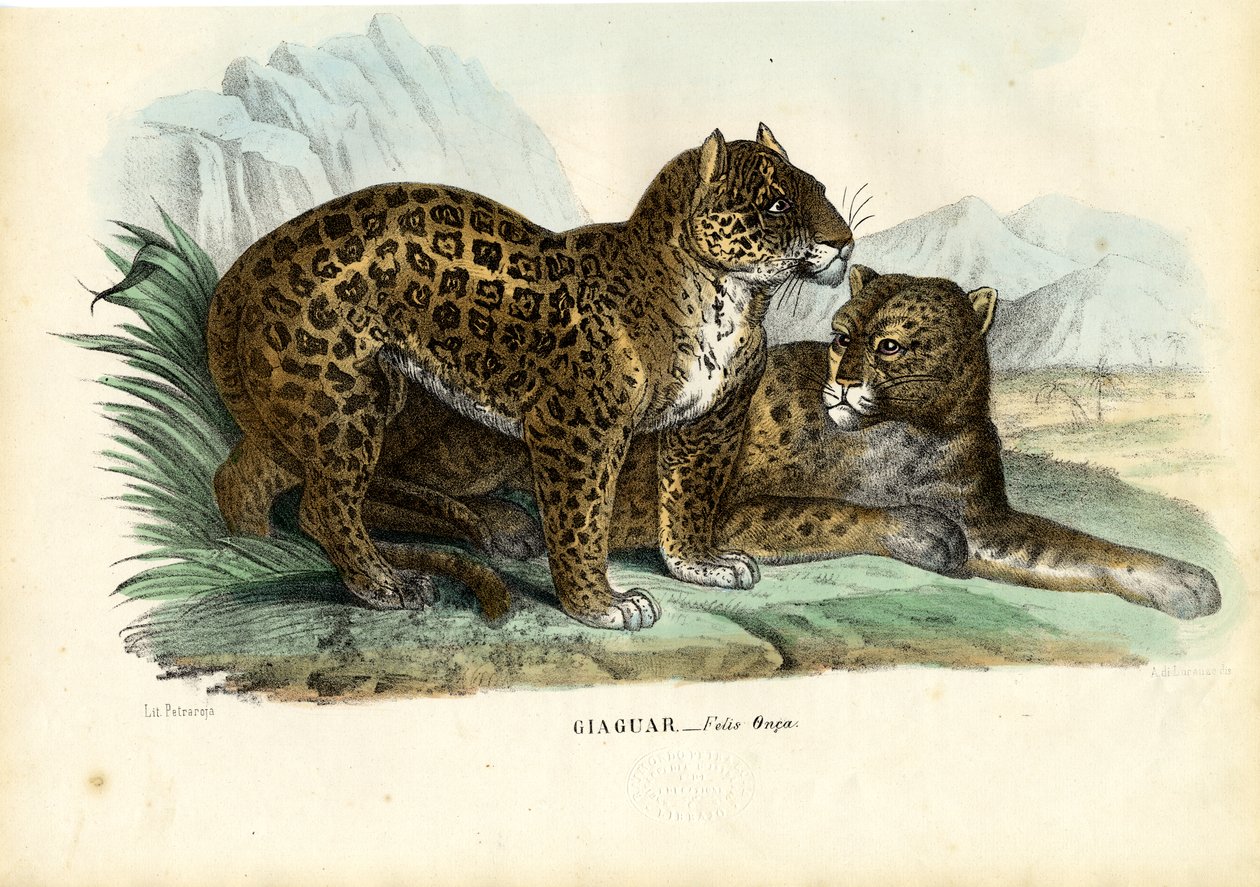Jaguar, 1863-79 tekijältä Raimundo Petraroja