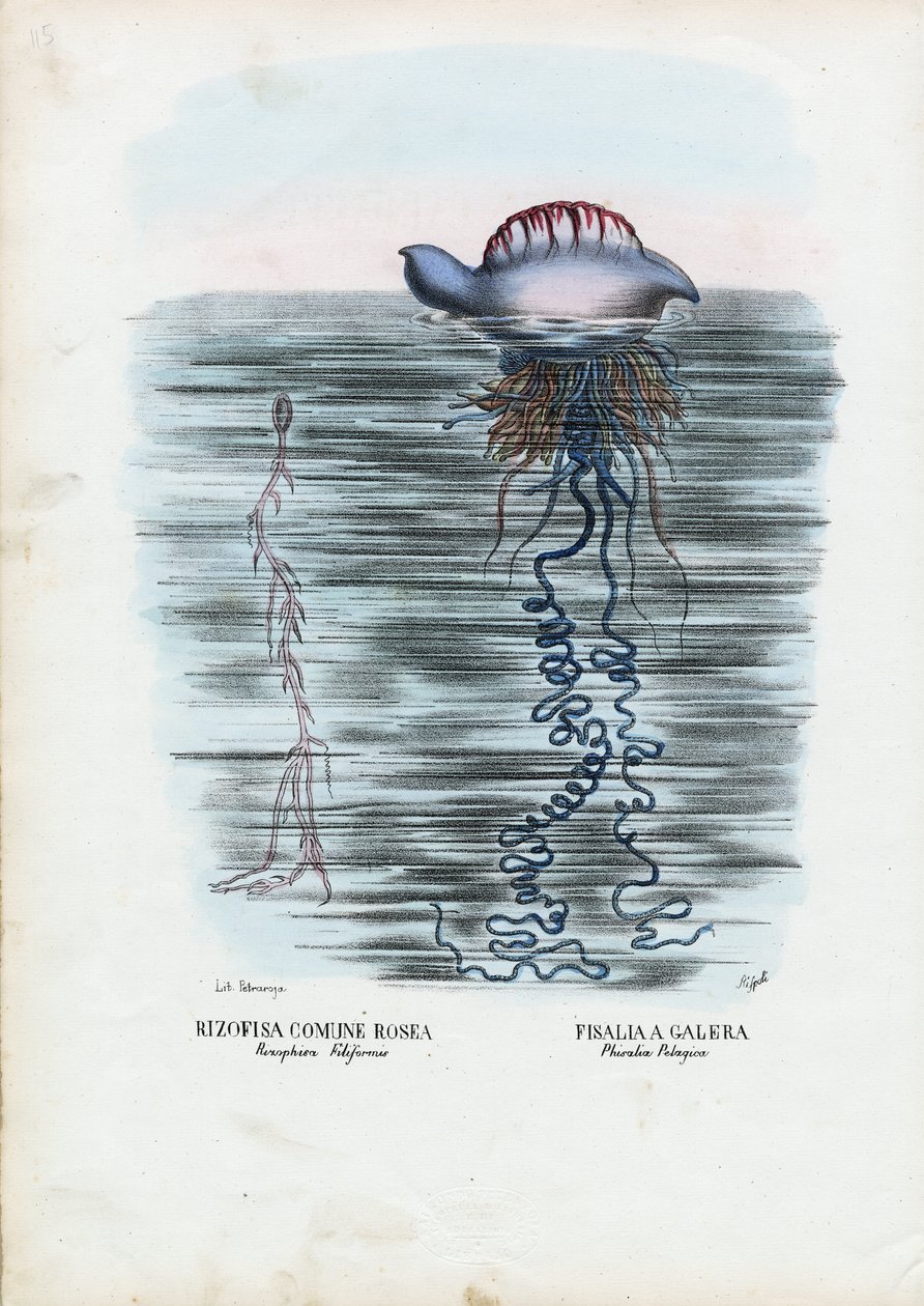 Meduusa, 1863-79 tekijältä Raimundo Petraroja